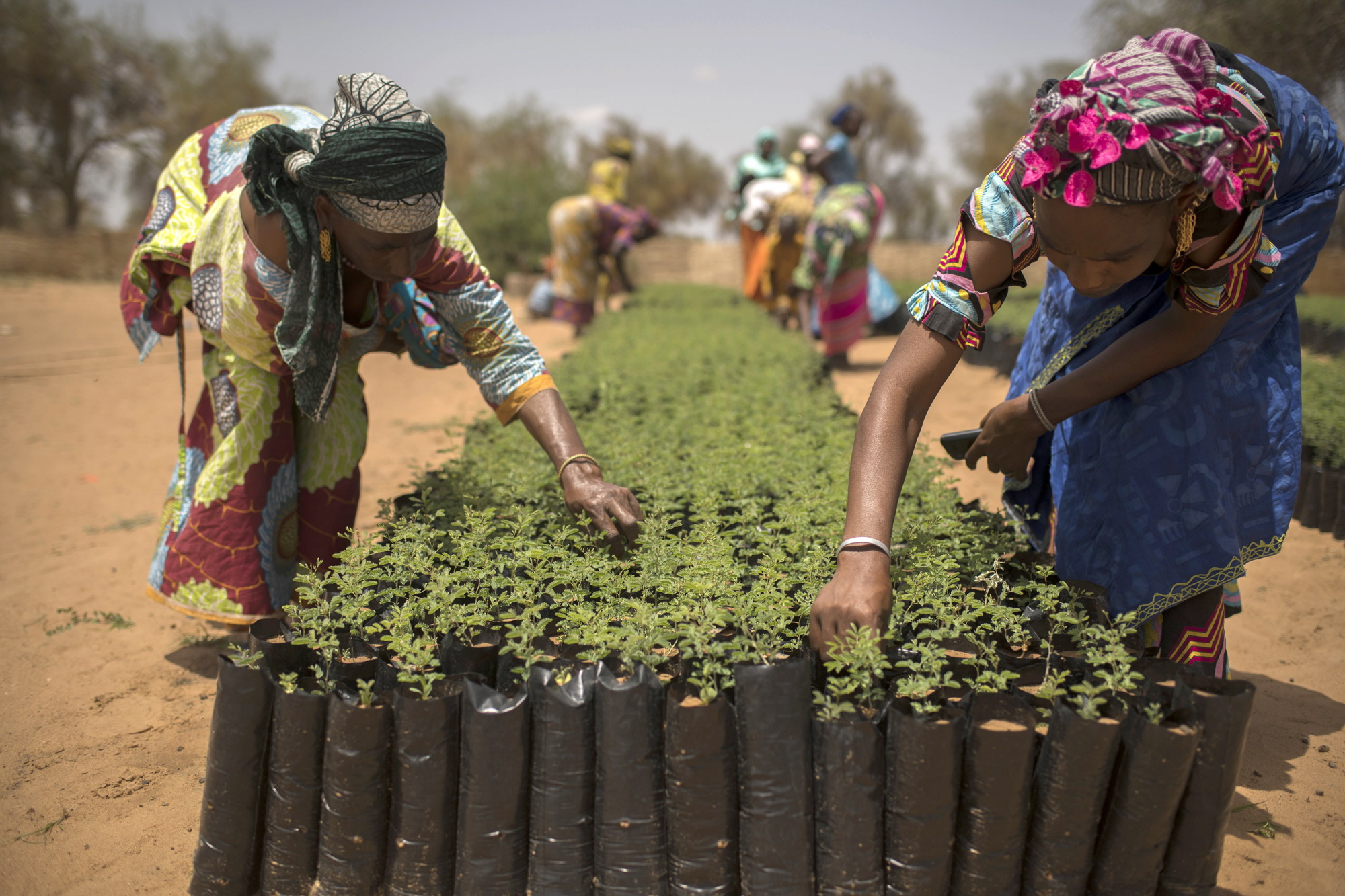 One Million Cisterns for the Sahel Initiative 28/07/2018, SENEGAL, KOYLI ALPHA.
Men and women from the community work in the trees nursery created in the village as part of the Great Green Wall Initiative.
One of the main focuses of the Great Green Wall project in Senegal is to create a community-based natural reserve at Kholy-Alpha, in the rural community of Mboula. The reserve aims to improve the living conditions of populations, improve biodiversity conservation and promote sustainable management of the land via a number of initiatives, such as developing ecotourism and non-wood forest products value chains.
Salif Ba, one of the guardian of the reserve says: